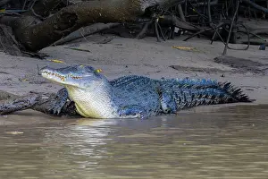 Crocodilian Prints: Saltwater crocodile (Crocodylus porosus) resting on mud bank at river's edge