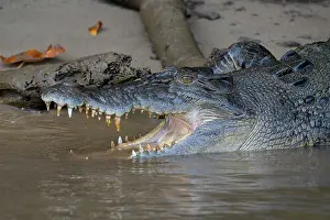 Crocodilian Prints: Saltwater crocodile (Crocodylus porosus) resting on mud bank at river's edge