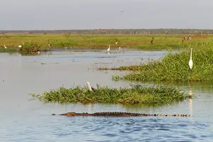 Submerging Prints: Saltwater crocodile (Crocodylus porosus) submerged in water in wetland floodplains