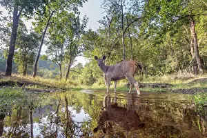 Crossing Prints: Sambar deer (Rusa unicolor) crossing forest stream