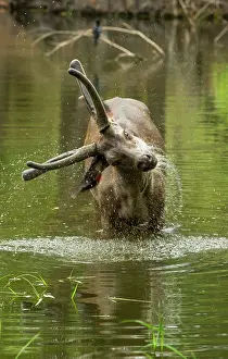 Antlers Prints: Sambar deer (Rusa unicolor) male