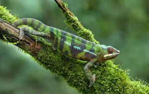 Sambava Panther Chameleon (Furcifer pardalis), Eastern Madagascer, controlled conditions