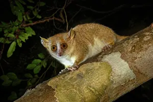 Sambirano mouse lemur (Microcebus sambiranensis) resting on a branch at night, Anabohazo Forest, Sahamalaza-Iles Radama National Park, north western Madagascar. Endangered