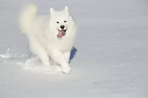 Playing Gallery: Samoyed dog running in in snow, Ledyard, Connecticut, USA