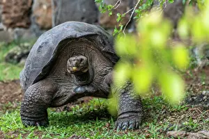 Testudinidae Prints: San Cristobal giant tortoise (Chelonoidis niger chathamensis) portrait