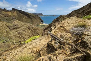 February 2022 Highlights Gallery: San Cristobal lava lizard (Microlophus bivittatus), San Cristobal Island, Galapagos