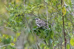 Galapagos Prints: San Cristobal mockingbird (Mimus melanotis) perched in bush