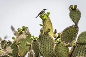 Succulents Prints: San Cristobal mockingbird (Mimus melanotis) perched on a cactus