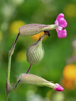 Gargano Prints: Sand catchfly (Silene conica) in flower, Gargano, Puglia, Italy. April