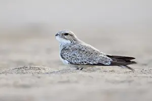 Peru Prints: Sand-colored nighthawk (Chordeiles rupestris) portrait