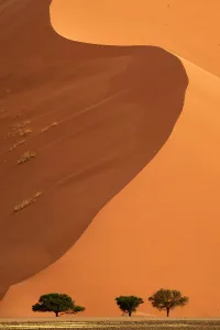 Namibia Prints: Sand dunes and acacia trees (Acacia sp)