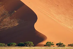 May 2023 Highlights Prints: Sand dunes and acacia trees (Acacia sp)