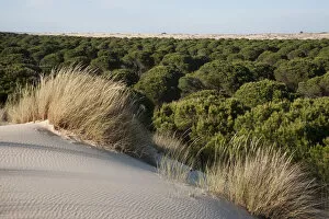 Sand dunes encroaching on Pine trees (Pinus sp) with Marram grass (Ammophila arenaria)