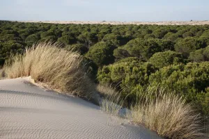 Pete Oxford Prints: Sand dunes encroaching on Pine trees (Pinus sp) with Marram grass (Ammophila arenaria)