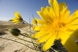 Images Dated 2nd June 2009: Sand dunes with flowering plant, Agilos Kopa, Nagliai Nature Reserve, Curonian Spit