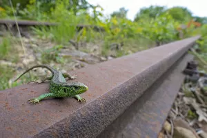 Sand lizard (Lacerta agilis) male on disused railway, wide angle view, the Netherlands