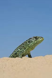 Sand lizard (Lacerta agilis) male, the Netherlands