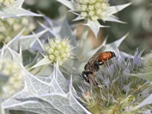 Apiaceae Gallery: Sand-loving / Square-headed wasp (Tachysphex costae) feeding on Sea holly flowers