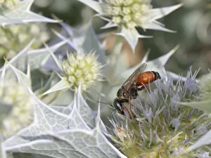 Umbelliferae Prints: Sand-loving / Square-headed wasp (Tachysphex costae) feeding on Sea holly flowers