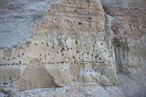 Images Dated 25th June 2009: Sand martin (Riparia riparia) nesting colony, Moldova, June
