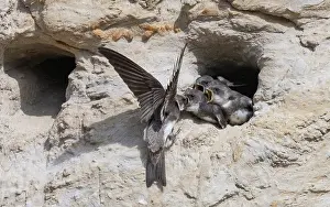 Feeding Young Prints: Sand martin (Riparia riparia) perched at entrance to nest hole in cliff