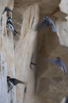 Sand martins (Riparia riparia) flying to nests in holes in cliff, Moldova, June