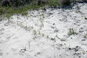 Lilianae Prints: Sand sedge (Carex arenaria)