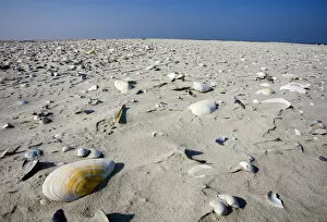 Sand and shells, Japsand, Schleswig-Holstein Wadden Sea National Park, Germany, April
