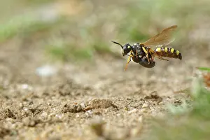 Rhinotia Prints: Sand tailed digger wasp (Cerceris arenaria) female flying to its nest burrow a paralysed Weevil (Strophosoma sp)