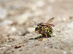Reproduction Prints: Sand tailed digger wasp (Cerceris arenaria)