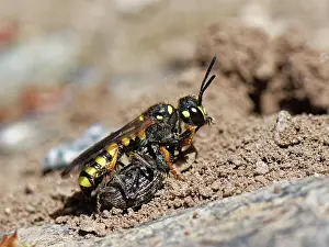 Rhinotia Prints: Sand tailed digger wasp (Cerceris arenaria)
