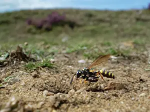 Rhinotia Prints: Sand tailed digger wasp (Cerceris arenaria) female