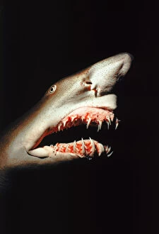 Sand tiger shark (Carcharias taurus). Caribbean