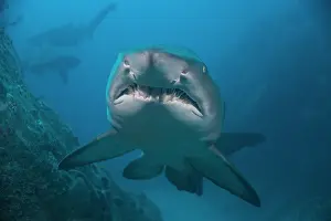 Shark Prints: Sand tiger shark / Grey nurse shark (Carcharias taurus) portrait