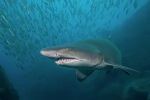Shark Prints: Sand tiger shark / Grey nurse shark (Carcharias taurus) portrait