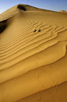 Images Dated 15th March 2013: Sand Viper (Cerastes vipera) side winding across sand dunes, near Chingueti, Mauritania
