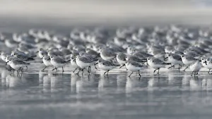 Bretagne Prints: Sanderling (Calidris alba) Britanny, France, October