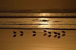 Coastal Collection: Sanderling (Calidris alba) flock foraging at sunset, Britanny, France, October