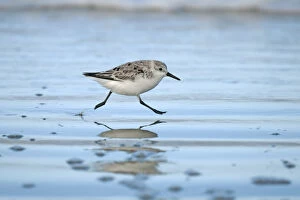 Images Dated 20th April 2013: Sanderling (Calidris alba) running across beach, Texel the Netherlands, April