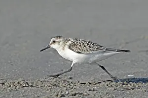Denmark Prints: Sanderling (Calidris alba) running at full speed along beach, Denmark. September