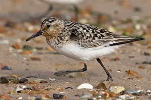 Norfolk Prints: Sanderling (Calidris alba) summer breeding plumage