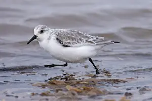 Sandpiper Prints: Sanderling (Calidris alba) walking along water's edge, Norfolk, England, UK. January