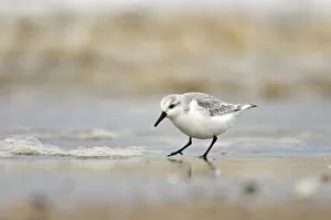 Images Dated 10th March 2011: Sanderling (Calidris alba) in winter plumage feeding on tideline, The Wash, Norfolk, March