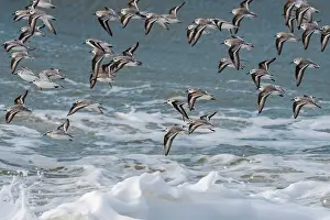 Southern Netherlands Prints: Sanderlings (Calidris alba) flock in flight over stormy sea