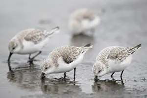 Southern Netherlands Prints: Four Sanderlings (Calidris alba) foraging at low tide, Zeeland, The Netherlands. February