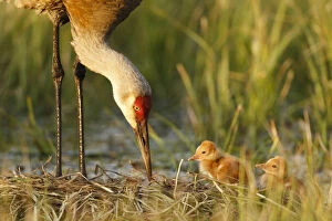 North American Birds Collection: Sandhill crane ( Grus canadensis) with two newly hatched chicks on a nest in a flooded pasture