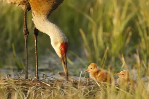 Gruidae Prints: Sandhill crane ( Grus canadensis) with two newly hatched chicks on a nest in a flooded pasture