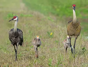 Gruidae Prints: Sandhill cranes (Antigone canadensis) pair with chicks walking on grassland