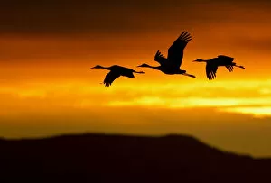 Images Dated 25th November 2010: Sandhill Cranes (Grus canadensis) in flight silhouetted against dawn light. Bosque del Apache