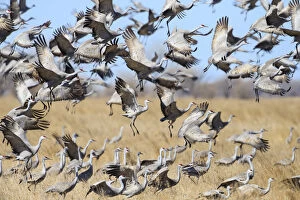 Sandhill Cranes (Grus canadensis) feeding in agricultural fiields during migration